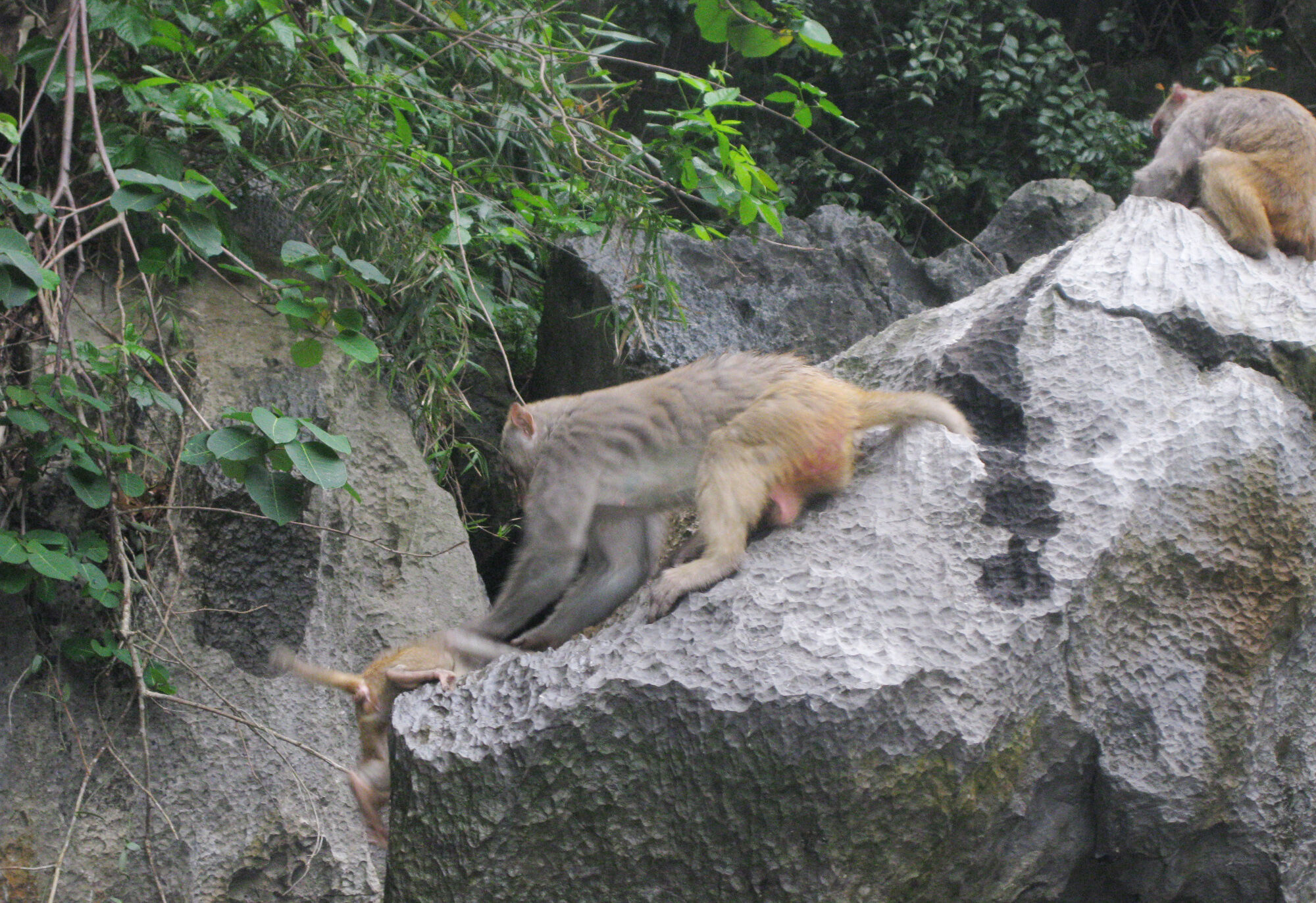 Playful locals of Monkey Island